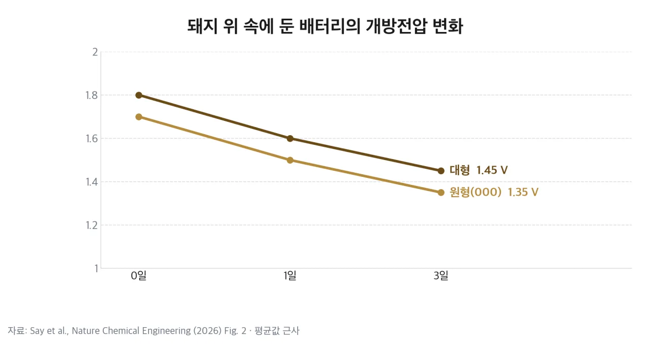 돼지 위 속에 둔 배터리의 개방전압 변화